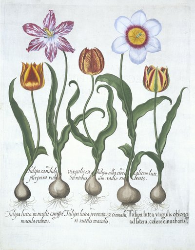 Beş Lale, Hortus Eystettensis