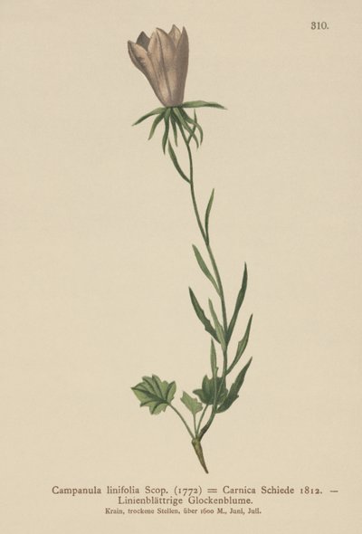 Keten Yapraklı Çan Çiçeği (Campanula linifolia, Campanula Carnica) by German School