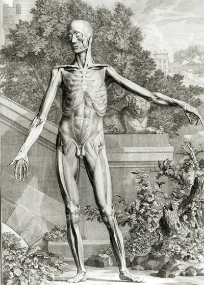 İnsan Vücudunun İskelet ve Kasları Tablolarından, Bernard Siegfried Albinus (1697-1770) 1747