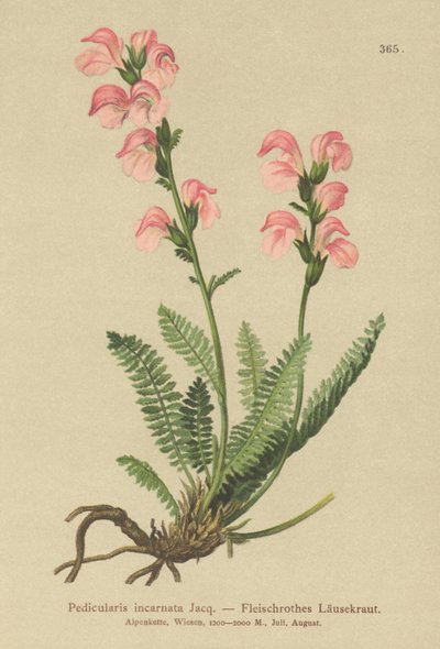 Et Pembesi Loswort (Pedicularis incarnata) by German School
