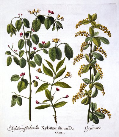 Fly Hanımeli ve Alıç, Hortus Eystettensis