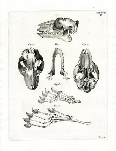 Uçan Lemur Kafatası (renkli gravür) by German School