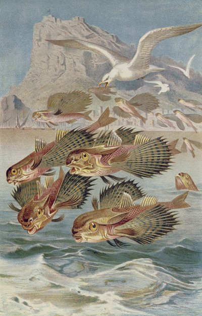 Uçan kırlangıç, Brehms Tierleben
