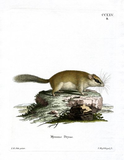 Orman Fındık faresi (renkli gravür) by German School