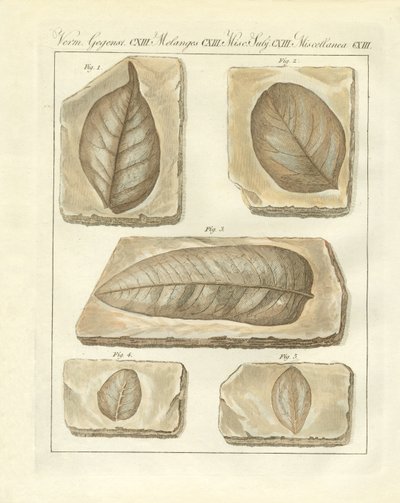 İlkel zamanlardan fosilleşmiş yapraklar (renkli gravür) by German School