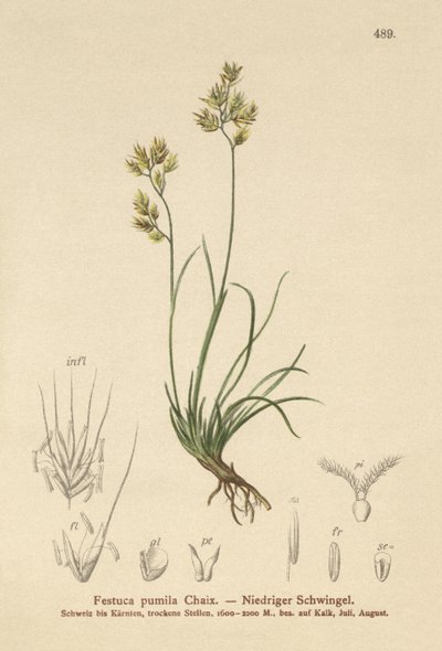 Dört Yapraklı Çayır (Festuca pumila, Festuca quadriflora) by German School