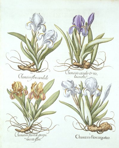 Hortus Eystettensis