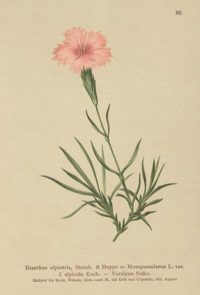 Saçaklı Pembe (Dianthus Monspessulanus, Dianthus alpestris, Dianthus alpicola) by German School