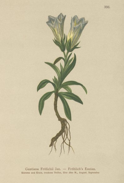 Froelichs Gentian (Gentiana Froelichii) by German School