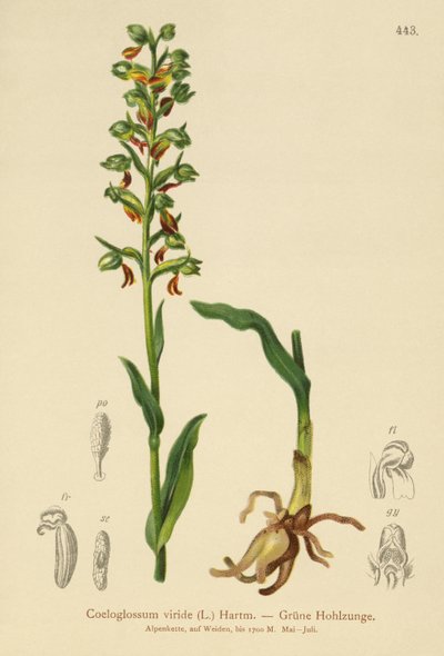 Kurbağa Orkide (Coeloglossum viride) by German School