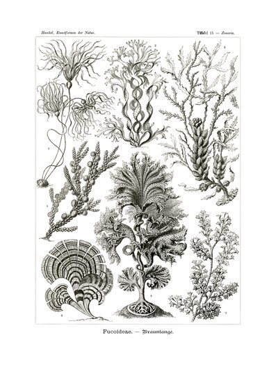 Fucoideae, 1899-1904 by German School