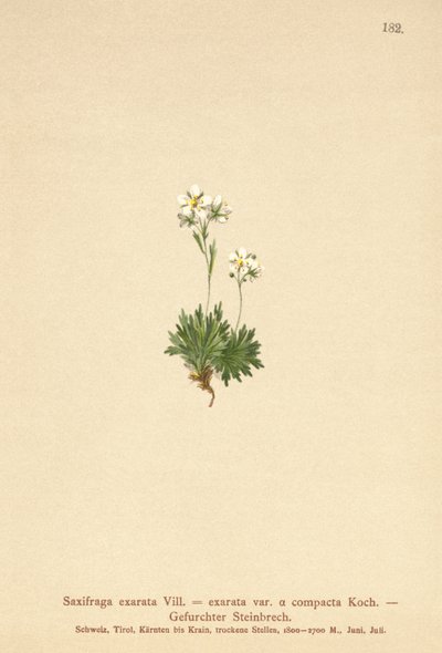 Çizik Saxifrage (Saxifraga exarata, Saxifraga exarata var. compacta, Saxifraga exarata ssp. moschata) by German School