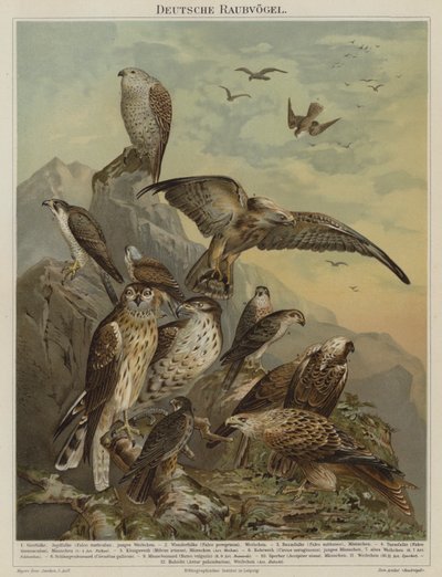 Alman yırtıcı kuşları (renkli litho) by German School