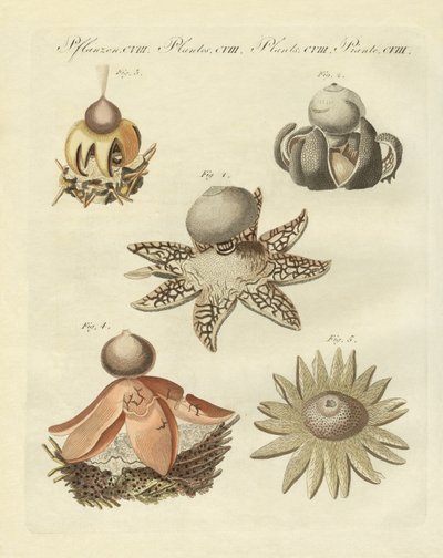 Alman gester (renkli gravür) by German School