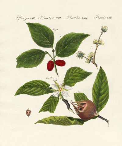 almanca meyve çeşitleri by German School