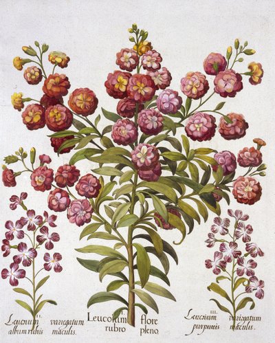 GillyflowerGilliflower, Hortus Eystettensis