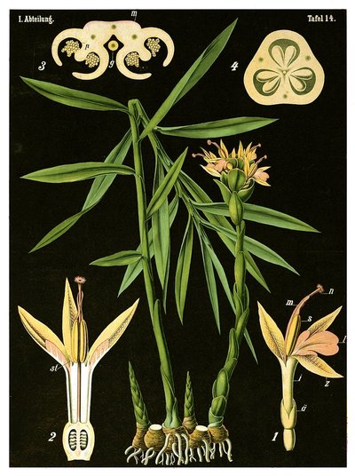 Zencefil (Zingiber officinale Roscoe) c.1890 (kromolitograf) by German School