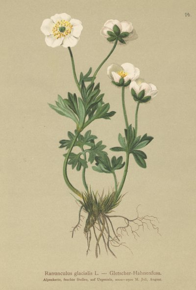 Buzul Crowfoot by German School