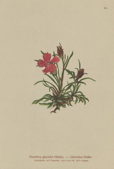 Buzul Pembesi (Dianthus glacialis) by German School