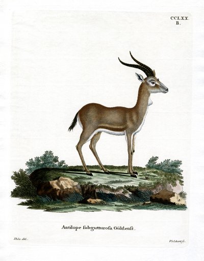 Guatrlı Ceylan (renkli gravür) by German School
