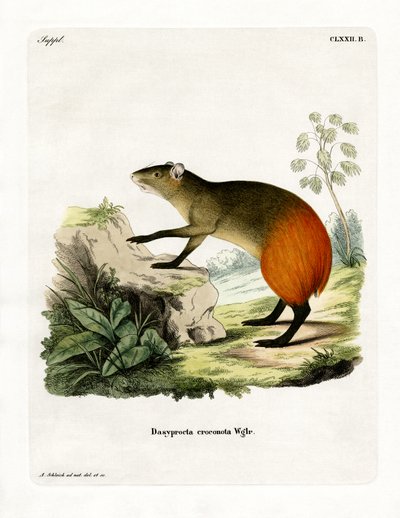 Altın kenarlı Agouti (renkli gravür) by German School