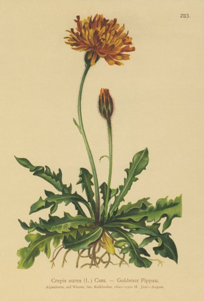 Altın Şahin sakalı (Crepis aurea) by German School