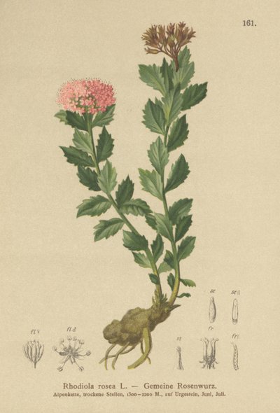 Altın Kök (Rhodiola rosea) by German School