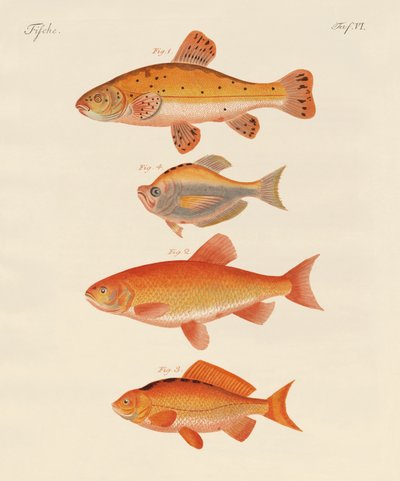 Japon balığı (renkli gravür) by German School