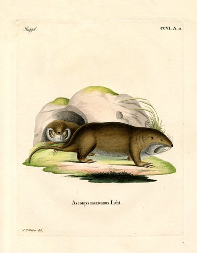 Gopher (renkli gravür) by German School
