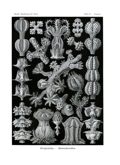 Gorgonida, 1899-1904 by German School