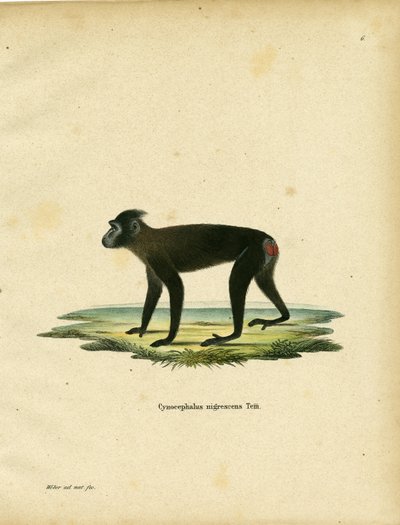 Gorontalo Makak (renkli gravür) by German School