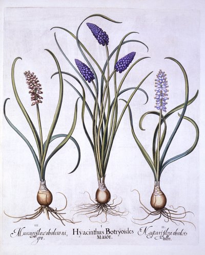 Hortus Eystettensis