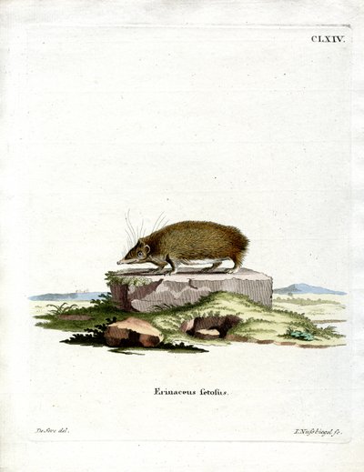 Büyük Kirpi Tenrec (renkli gravür) by German School