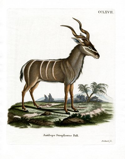 Büyük Kudu (renkli gravür) by German School