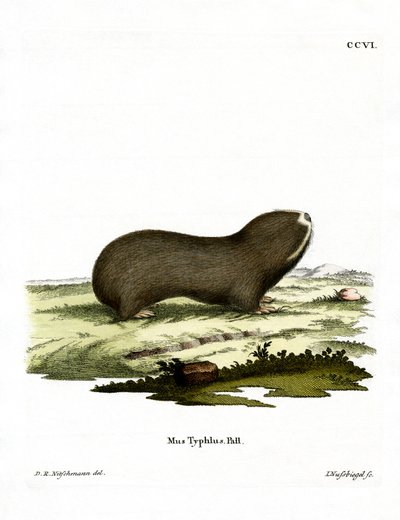 Greater Mole Rat (renkli gravür) by German School