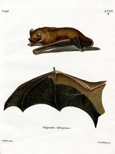 Greater Noctule Bat (renkli gravür) by German School