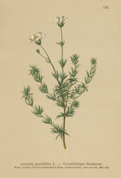 Büyük Sandwort (Arenaria grandiflora) by German School