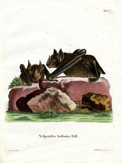Büyük Mızrak Burunlu Yarasa (renkli gravür) by German School