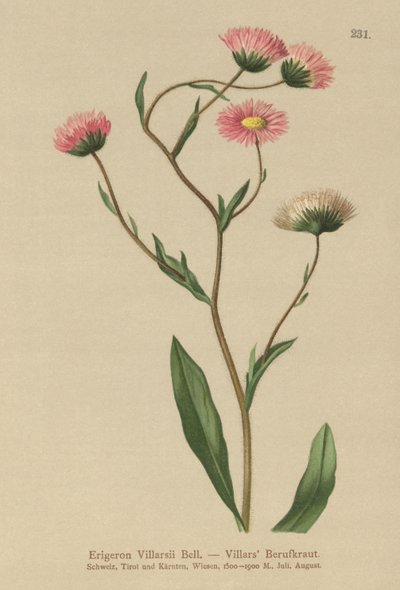 Yunan Fleabane (Erigeron Villarsii, Erigeron atticus) by German School