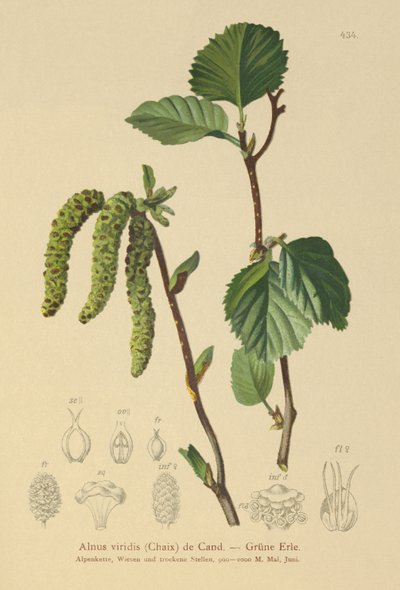 Yeşil Kızılağaç (Alnus viridis) by German School