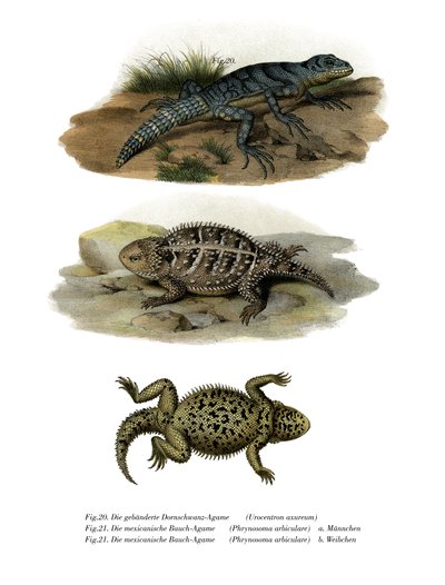 Yeşil Dikenli Kuyruklu İguana (renkli taş) by German School