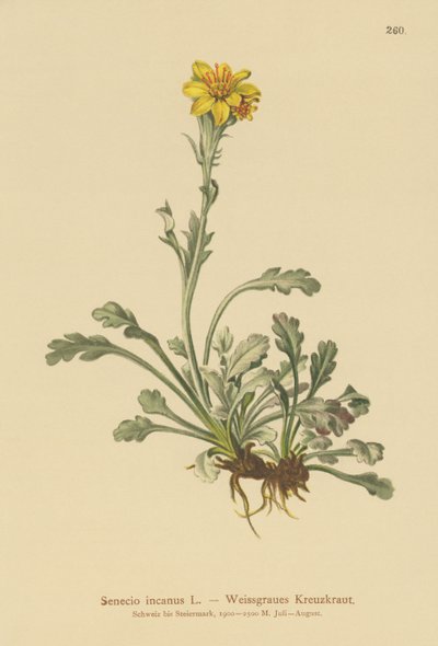 Gri Bezelye (Senecio incanus) by German School