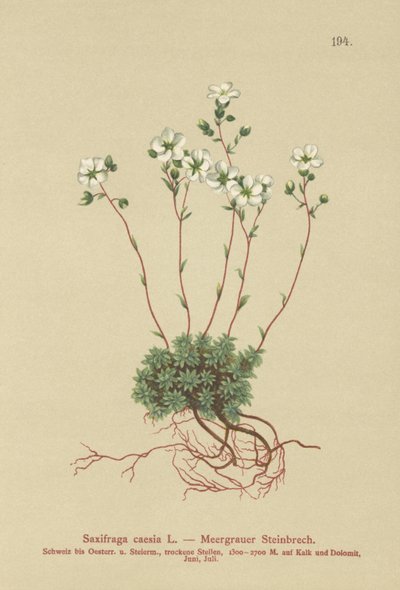 Gri Saksafon (Saxifraga caesia) by German School