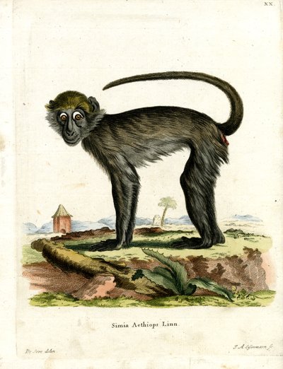 Grivet (renkli gravür) by German School
