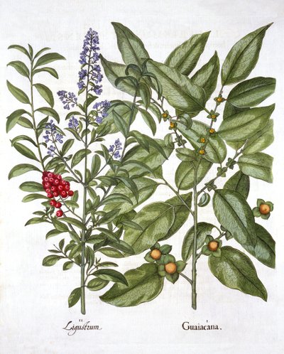 Guaiacum ve Chinese Privet, Hortus Eystettensis