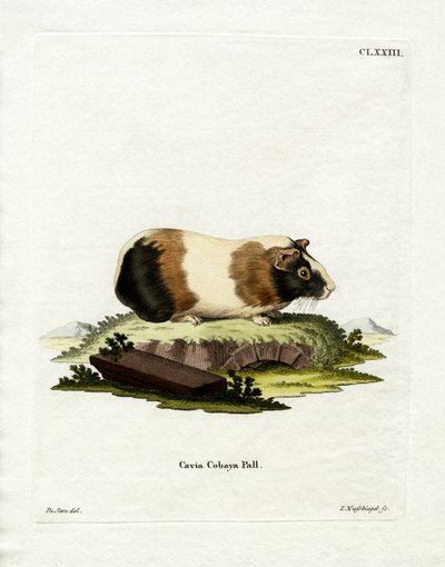 Kobay (renkli gravür) by German School