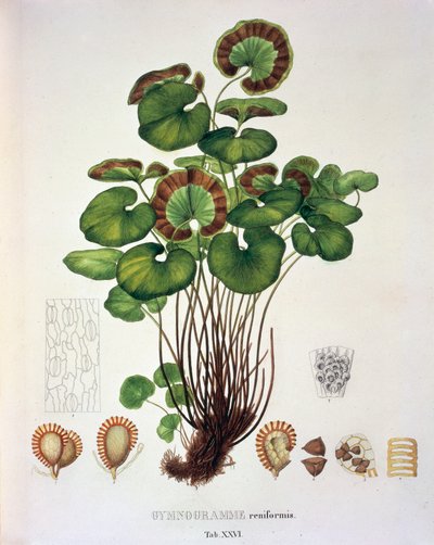 Gymnogramme Reniformis, Johann Baptist Von Spix ve Carl Friedrich Von Martius tarafından hazırlanan 