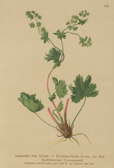 Tüysüz Ladys Manto (Alchemilla fissa, Alchemilla Pyrenaica) by German School