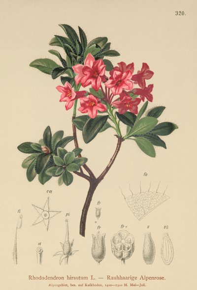 Tüylü Alpenrose (Rhododendron hirsutum) by German School