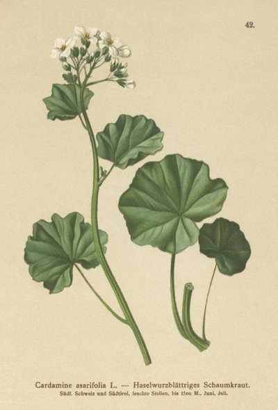 Tüylü Acı Tere (Kakule asarifolia) by German School